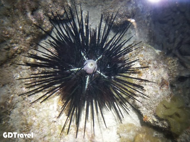 澎湖潮間帶體驗/夜照圖片7