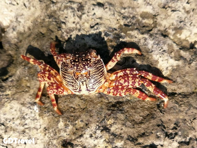 澎湖潮間帶體驗/夜照圖片8